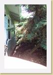 DCP_1176 * After 45 years, the bushes have really grown * 245 x 367 * (13KB)
